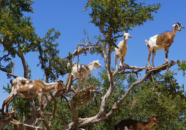 TDS Voyage - Tourisme équitable et solidaire - Maroc - Arganier - Chèvres