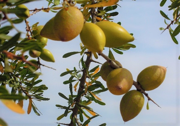 Noix d'argan au Maroc