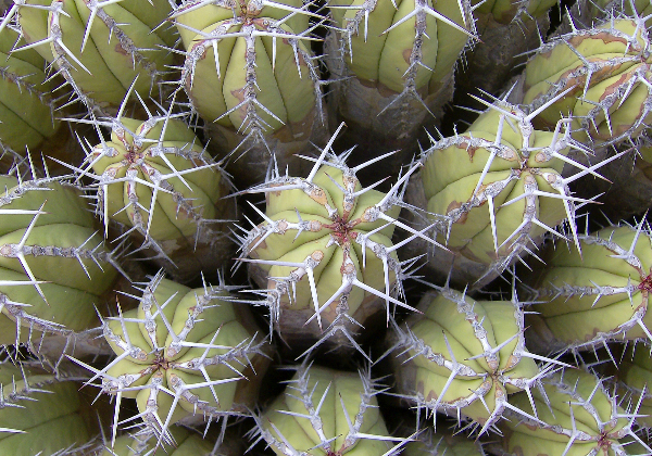 TDS Voyage - Tourisme équitable et solidaire - Maroc - Dunes de Rasmouka - Cactus