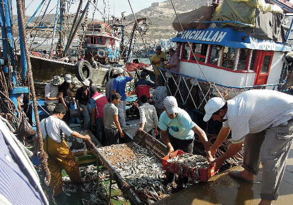TDS Voyage - Tourisme équitable et solidaire - Maroc - Agadir - Port - Sardines