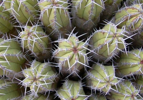 Cactus au Maroc 