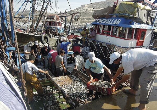 Déchargement des sardines au port d'Agadir