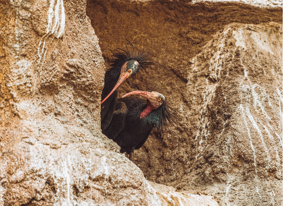 TDS Voyage - Tourisme équitable et solidaire - Maroc - Parc national de Souss Massa - Ibis Chauve