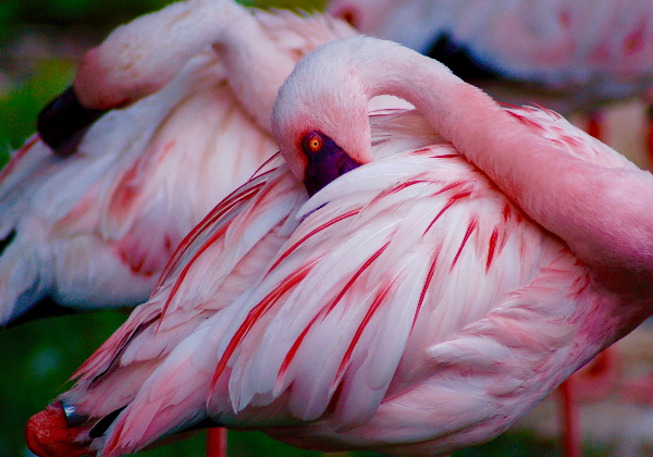 TDS Voyage - Tourisme équitable et solidaire - Maroc - Parc national de Souss Massa - Flamant Rose