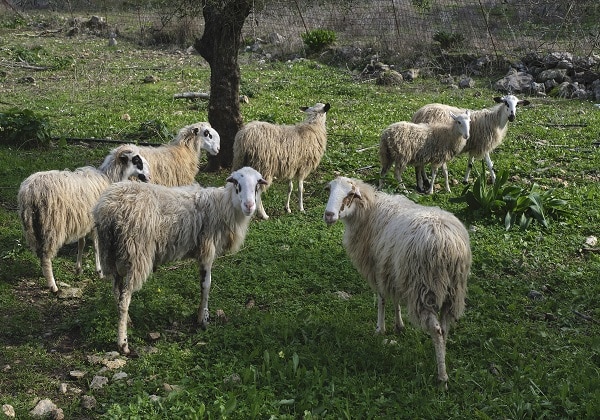 TDS Voyage - Tourisme équitable et solidaire - Crète - Anopoli - Moutons