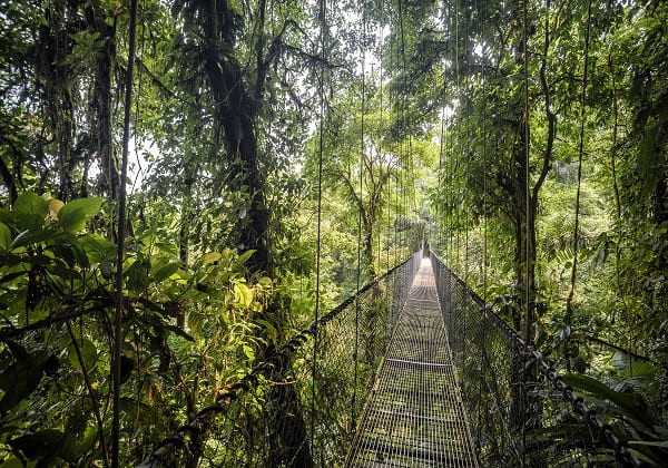 Pont suspendu dans la forêt amazonienne