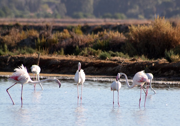 TDS Voyage - Tourisme équitable et solidaire - Portugal - Parc National de la Vallée du Guadiana - Flamants roses