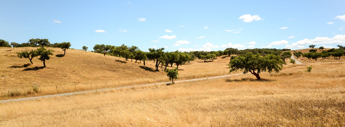 TDS Voyage - Tourisme équitable et solidaire - Portugal - Chêne-lièges