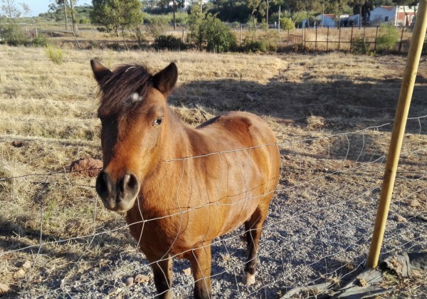 TDS Voyage - Tourisme équitable et solidaire - Portugal - Algarve - Poney