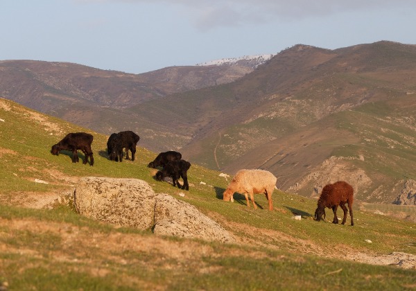 Moutons dans les montagnes