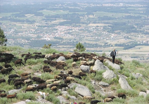 TDS Voyage - Tourisme équitable et solidaire - Portugal - Transhumance