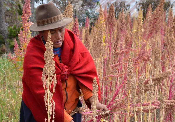 Femme quechua récoltant le quinoa à San Martin Alto