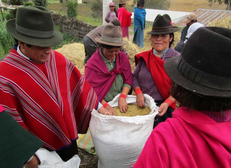 Culture du quinoa en Équateur