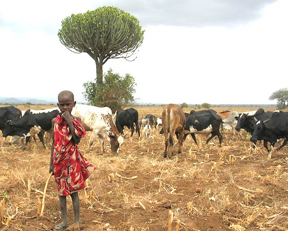 Jeune berger Massaï en Tanzanie