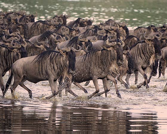 La Grande migration des gnous