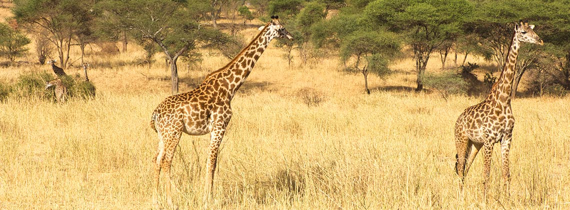 TDS VOYAGE - Tourisme équitable et solidaire - Safari en Tanzanie