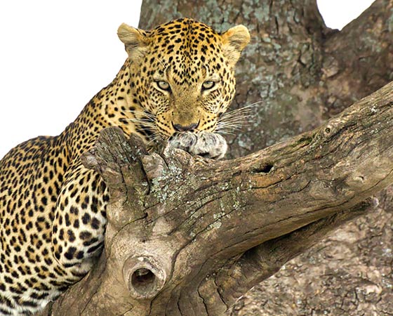 Léopard dans le parc du Tarangire 