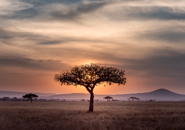 Safari en Tanzanie - TDS Voyage 