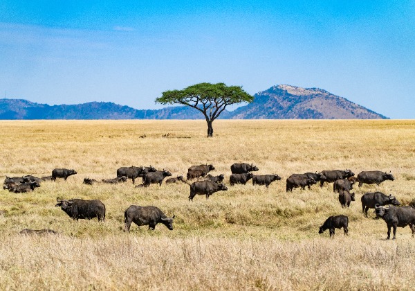 Safari Tanzanie - Parc Serengeti - Buffles - TDS Voyage