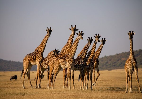 Tanzanie - Girafes - Safari - TDS Voyage 