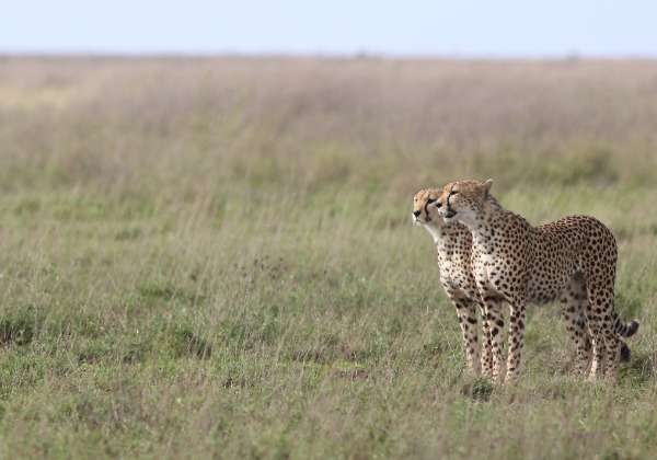 Safari Tanzanie - Parc Serengeti - Guépards - TDS Voyage