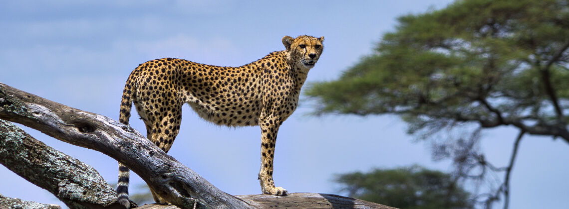 TDS VOYAGE - Tourisme équitable et solidaire - Safari en Tanzanie