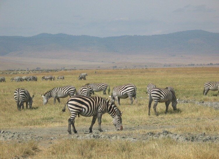 Zèbres au Parc Naturel du Tarangire 