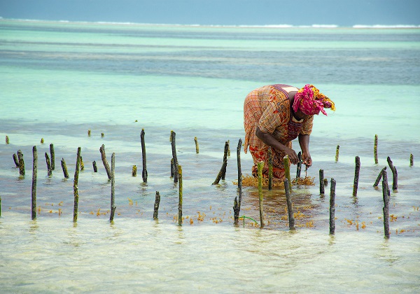 Zanzibar - Récolte des algues - Tourisme solidaire 