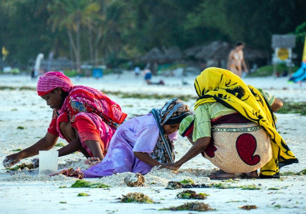 Récolte d'algues Zanzibar - TDS Voyage