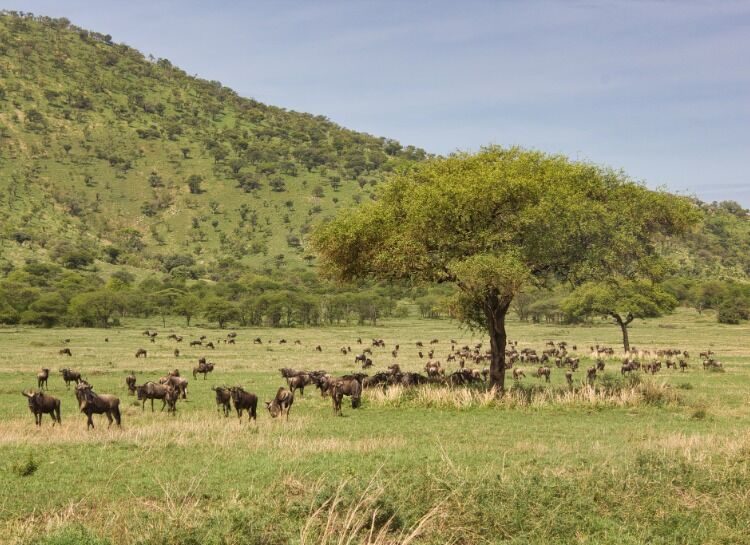 Gnous dans la zone de conservation du Ngorongoro