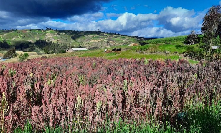 champ quinoa et montagnes en Équateur