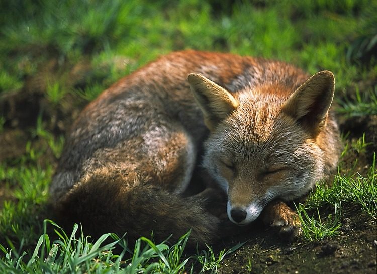 Renard Serra da Estrela