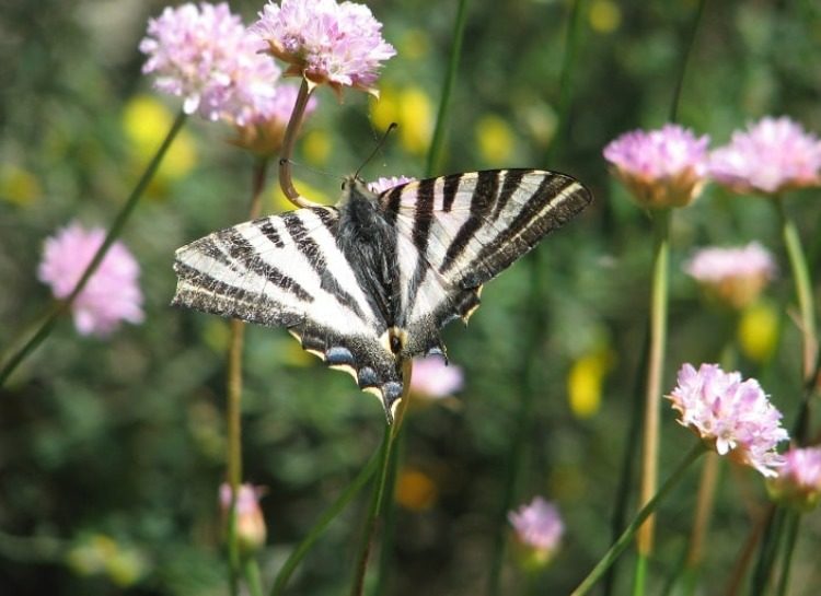 Papillon - Serra da Estrela