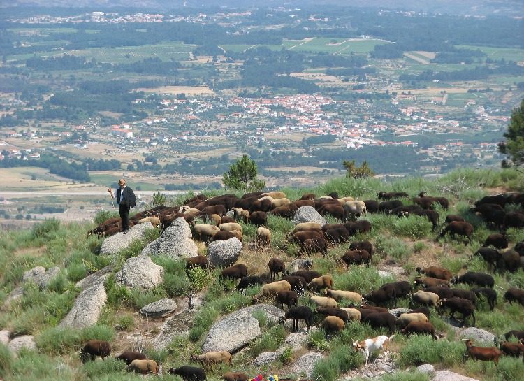 Troupeau moutons et berger