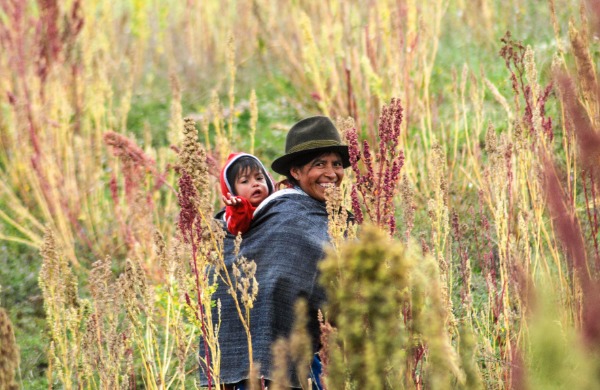 Équateur - Champ de quinoa - Tourisme solidaire