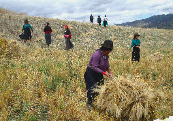 Paysannes quechuas - herbages - TDS Voyage - Tourisme équitable et solidaire