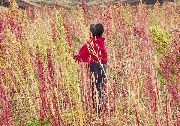 Femme quechua - champ de quinoa - TDS Voyage - Tourisme équitable et solidaire