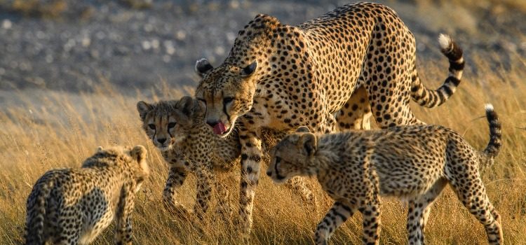 TDS Voyage - Tourisme équitable et solidaire - Tanzanie - Safari - Famille guépards