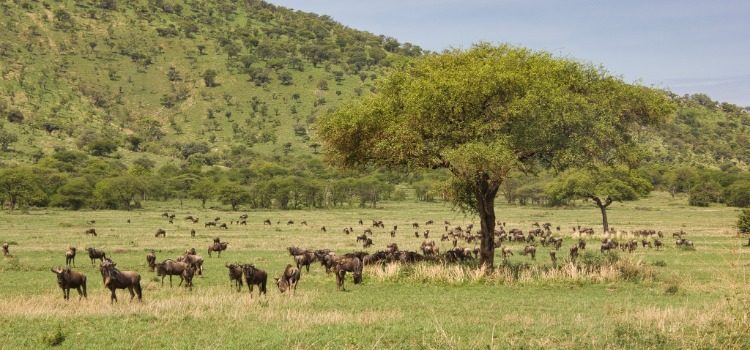 TDS Voyage - Tourisme équitable et solidaire - Gnous - Zone de conservation - Ngorongoro