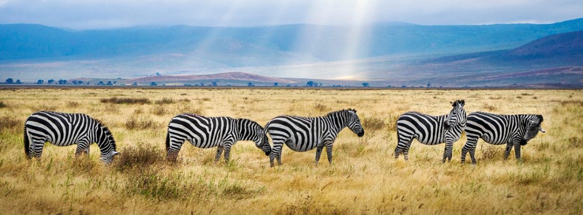 TDS Voyage - Tourisme équitable et solidaire - Zèbres - Safari