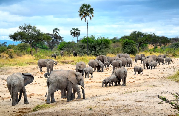 Tanzanie - Safari - Éléphants - TDS Voyage 