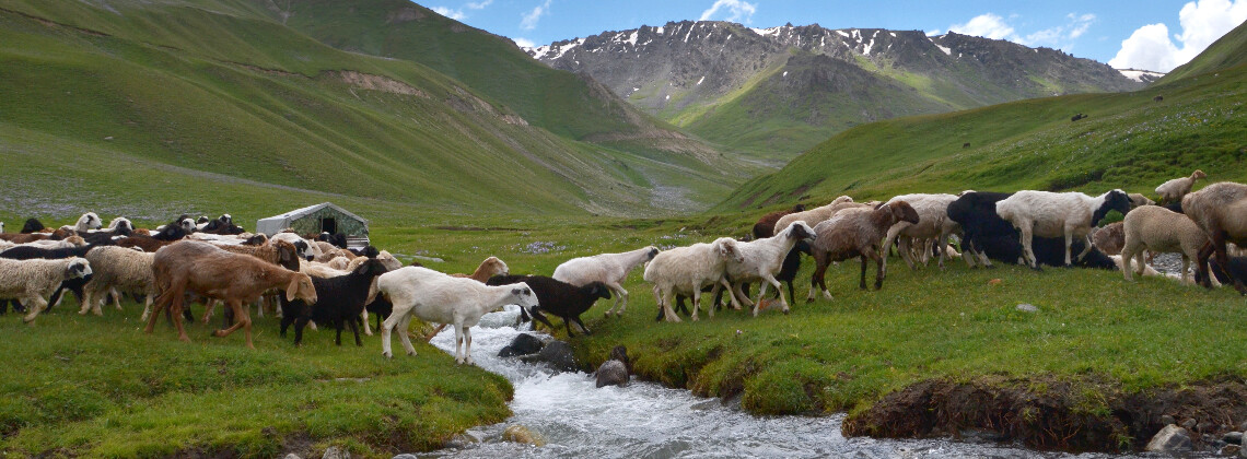 Moutons dans les montagnes - Tourisme équitable