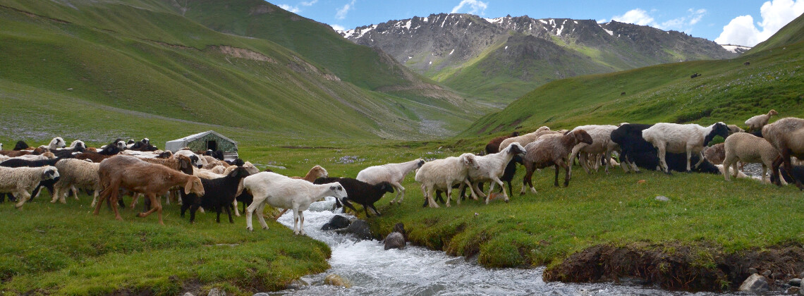 Moutons dans les montagnes - Voyage solidaire Kirghizistan