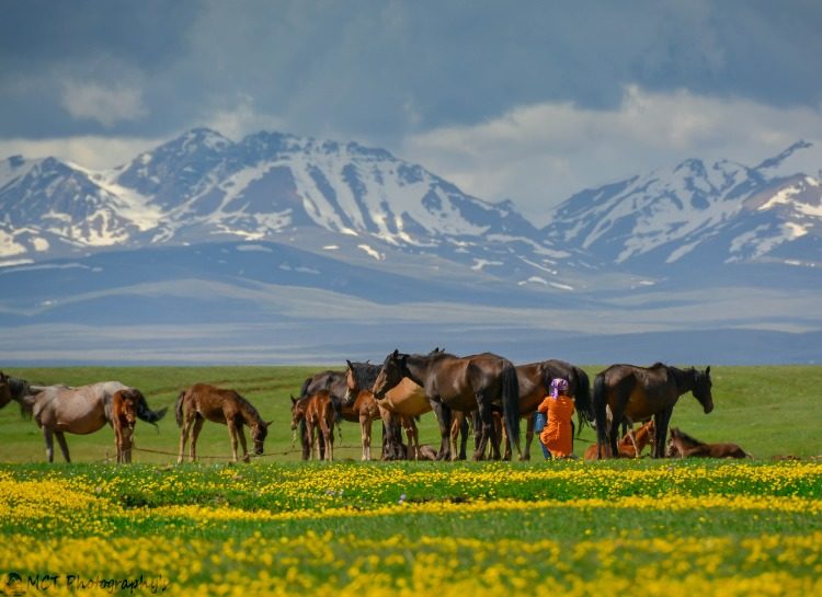 Traite de jument dans un jaloo au Kirghizistan