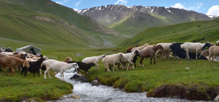 Moutons dans la vallée de Soussamyr - TDS Voyage
