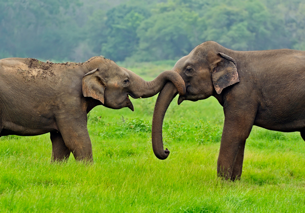 TDS-Voyage-Sri-Lanka-Elephants_Asie