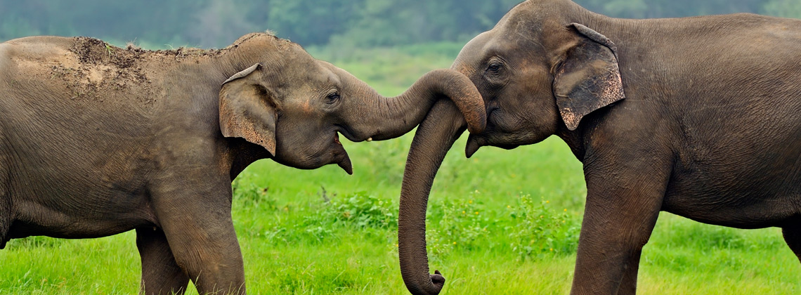 Éléphants d'Asie - Voyage solidaire Sri Lanka