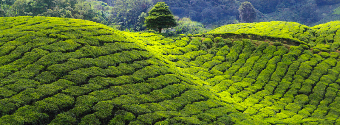 Plantations de thé - Voyage solidaire Sri Lanka