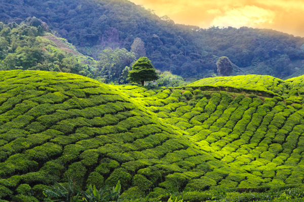 TDS-Voyage-Sri-Lanka-plantations-the