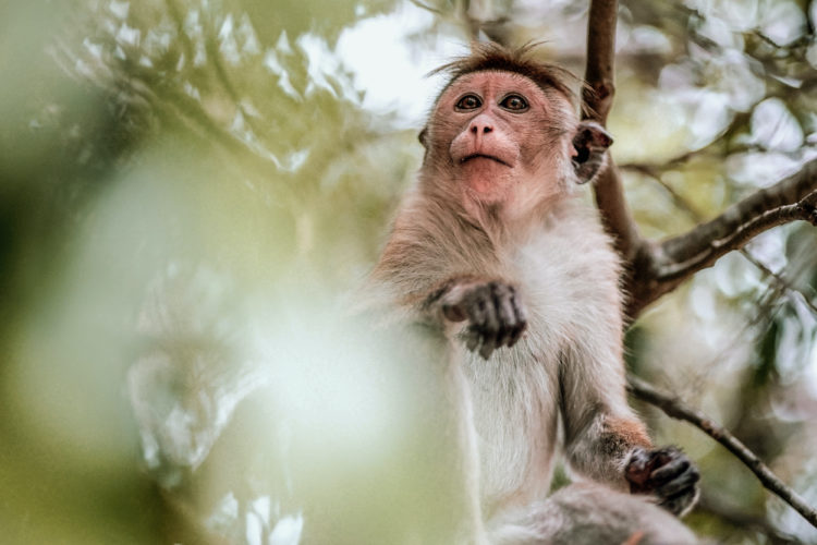 TDS Voyage - Macaque au Sri Lanka